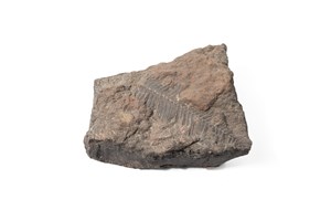 Image description is not available for 1983.10.1